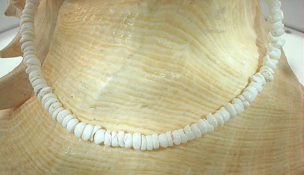 3.5mm-4.5mm Natural Baby White Virgin Cone Hawaiian Puka Shell Bracelet 7.75"