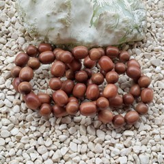 16 MM Mix Shape Submerge Stigi Wood Bracelet Indonesian Ironwood 12 Beads