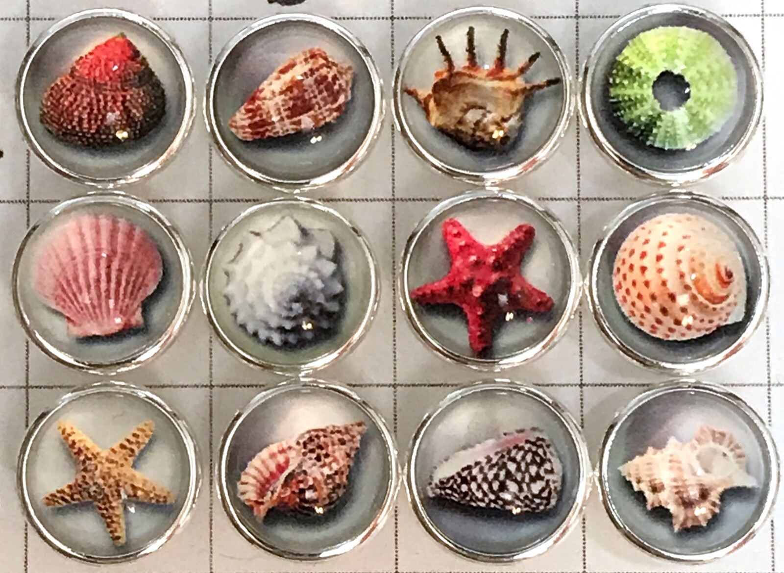 Alphabet Cone Shell 3D Beach Jewelpop for Kameleon Rings & Jewelry: Brown, White gallery